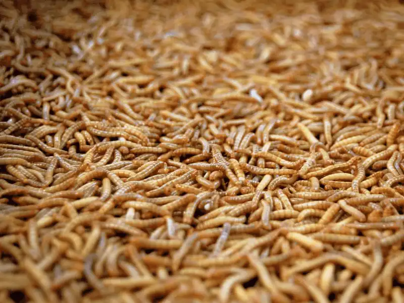 Tạp chí du lịch Wanderlust Tips Chết cười với những sự cố kì lạ khiến máy bay phải quay về điểm khởi hành