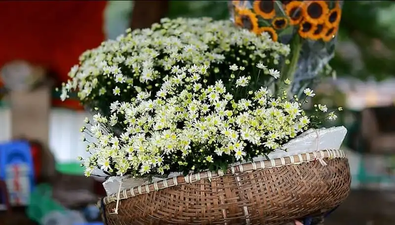 Tạp chí du lịch Wanderlust Tips | Có một Hà Nội bình yên như tranh ngày gió trở mùa