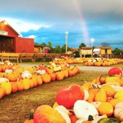 Tạp chí du lịch Wan derlust Tips | Ghé thăm những trang trại bí ngô độc đáo nhất mùa Halloween