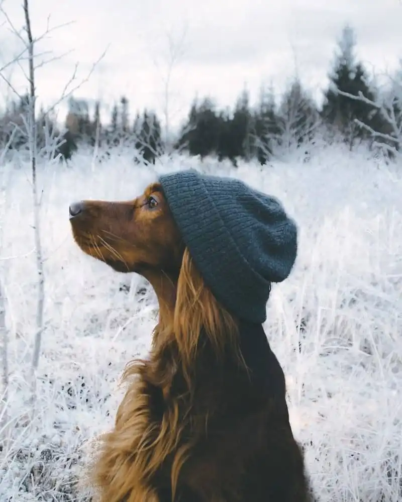 Tạp chí du lịch Wanderlust Tips | Hình ảnh chú chó Troja chụp ở rừng Na Uy gây "sốt" mạng