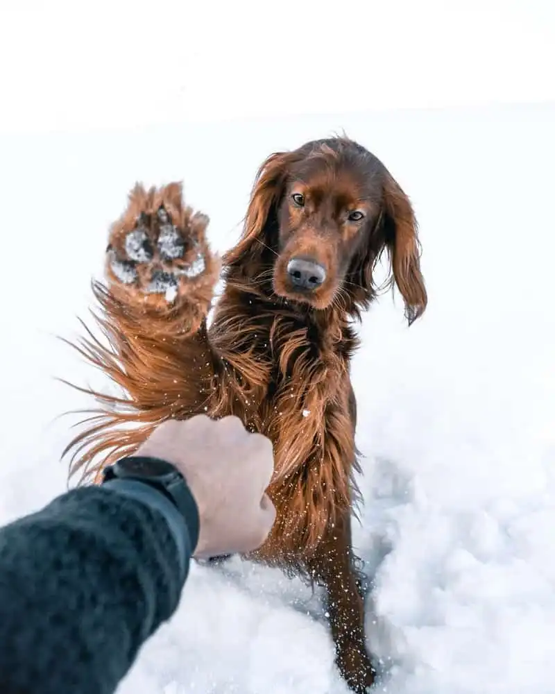 Tạp chí du lịch Wanderlust Tips | Hình ảnh chú chó Troja chụp ở rừng Na Uy gây "sốt" mạng