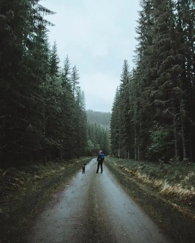 Tạp chí du lịch Wanderlust Tips | Hình ảnh chú chó Troja chụp ở rừng Na Uy gây "sốt" mạng