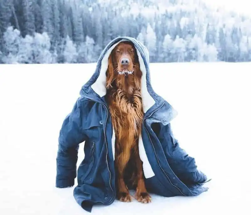 Tạp chí du lịch Wanderlust Tips | Hình ảnh chú chó Troja chụp ở rừng Na Uy gây "sốt" mạng