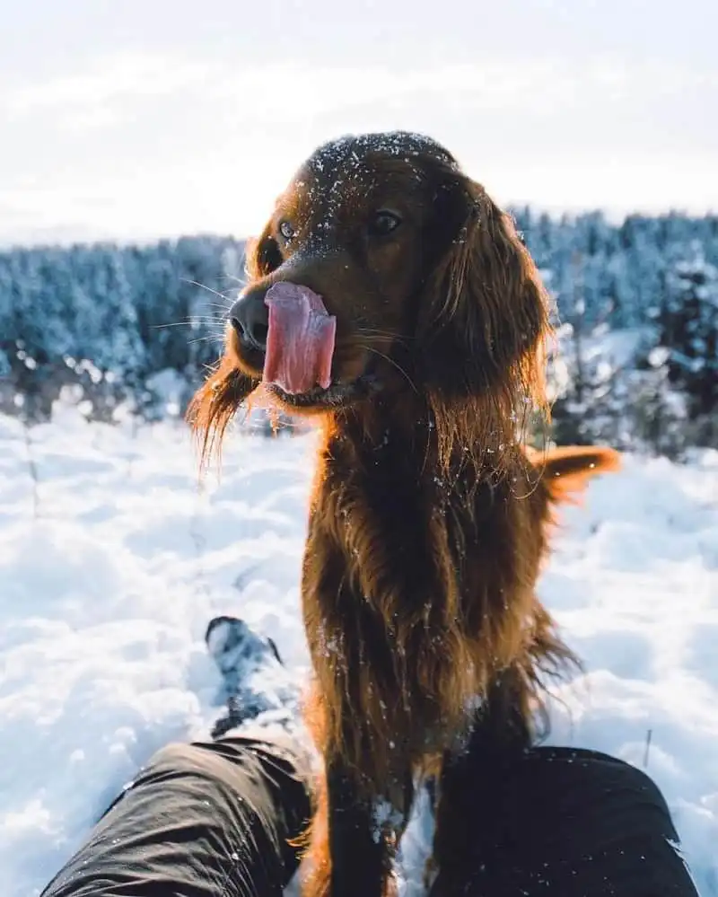 Tạp chí du lịch Wanderlust Tips | Hình ảnh chú chó Troja chụp ở rừng Na Uy gây "sốt" mạng