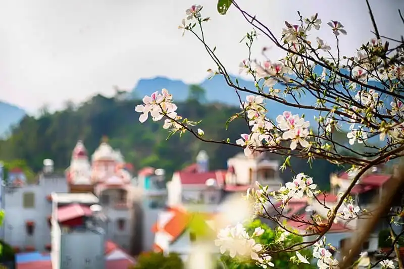 Tạp chí du lịch Wanderlust Tips | Mê mẩn những mùa hoa trên cung đường Tây Bắc