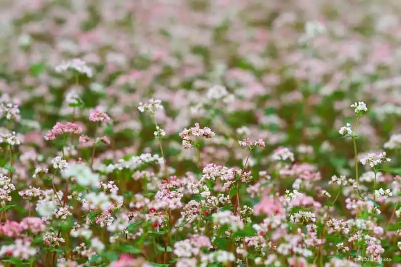 Tạp chí du lịch Wanderlust Tips | Mê mẩn những mùa hoa trên cung đường Tây Bắc