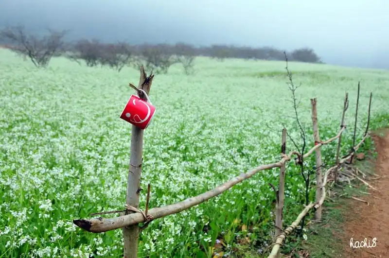 Tạp chí du lịch Wanderlust Tips | Mê mẩn những mùa hoa trên cung đường Tây Bắc