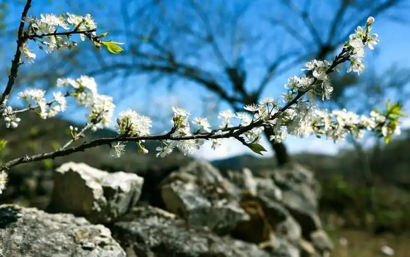 Tạp chí du lịch Wanderlust Tips | Mê mẩn những mùa hoa trên cung đường Tây Bắc