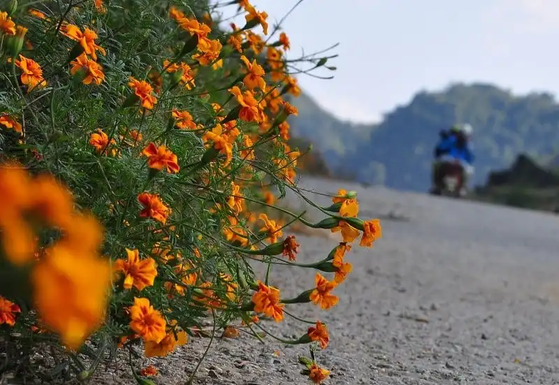 Say đắm mùa hoa cúc dại vàng rực trên miền đá Hà Giang 6 Tạp chí du lịch Wanderlust Tips | Say mùa hoa cúc dại rực vàng trên miền đá Hà Giang