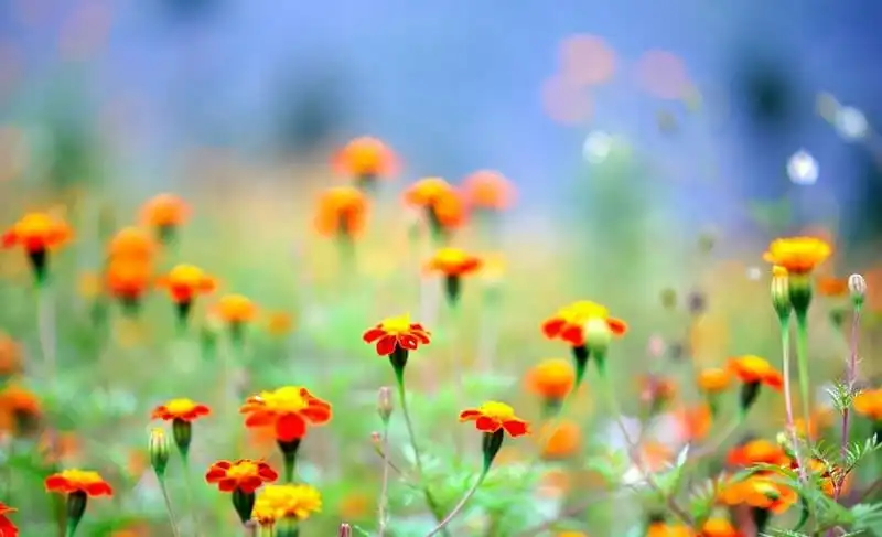 Say đắm mùa hoa cúc dại vàng rực trên miền đá Hà Giang 8 Tạp chí du lịch Wanderlust Tips | Say mùa hoa cúc dại rực vàng trên miền đá Hà Giang