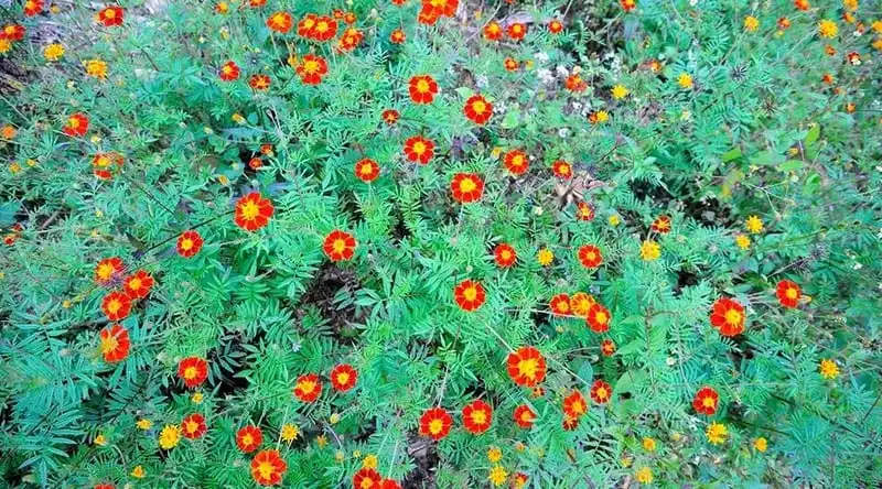 Say đắm mùa hoa cúc dại vàng rực trên miền đá Hà Giang 9 Tạp chí du lịch Wanderlust Tips | Say mùa hoa cúc dại rực vàng trên miền đá Hà Giang