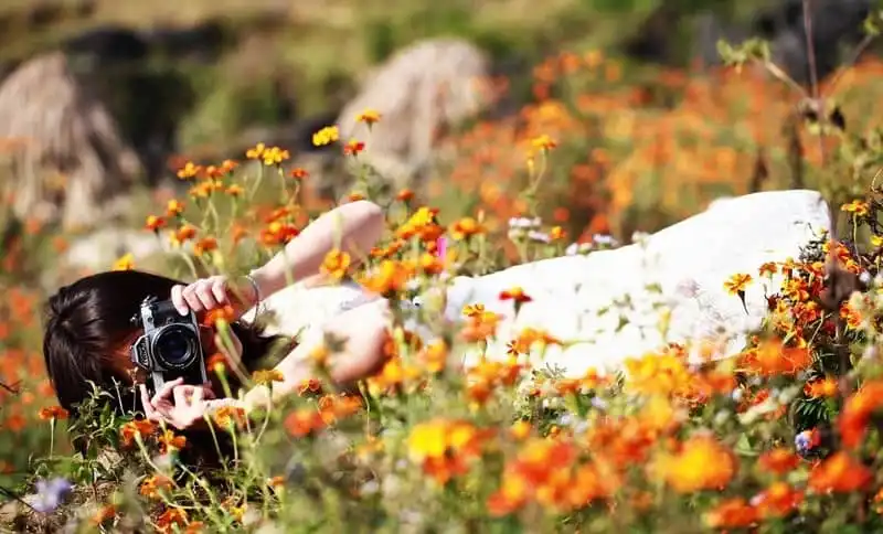 Say đắm mùa hoa cúc dại vàng rực trên miền đá Hà Giang 10 Tạp chí du lịch Wanderlust Tips | Say mùa hoa cúc dại rực vàng trên miền đá Hà Giang