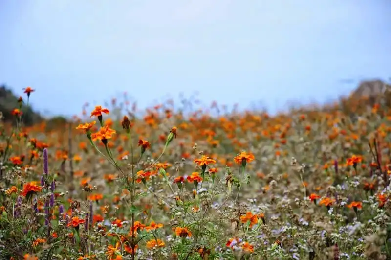 Say đắm mùa hoa cúc dại vàng rực trên miền đá Hà Giang 7 Tạp chí du lịch Wanderlust Tips | Say mùa hoa cúc dại rực vàng trên miền đá Hà Giang