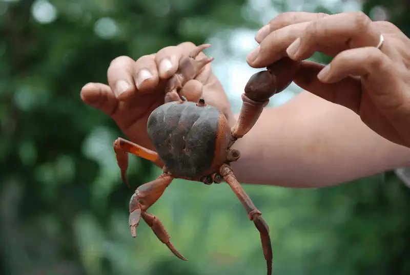 Ẩm thực Cù Lao Chàm níu chân du khách phương xa 7 Tạp chí du lịch Wanderlust Tips Ẩm thực Cù Lao Chàm, níu chân thực khách phương xa