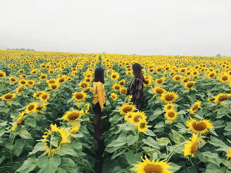 Tạp chí du lịch Wanderlust Tips - Check-in những cánh đồng hoa tuyệt đẹp trong tháng 10