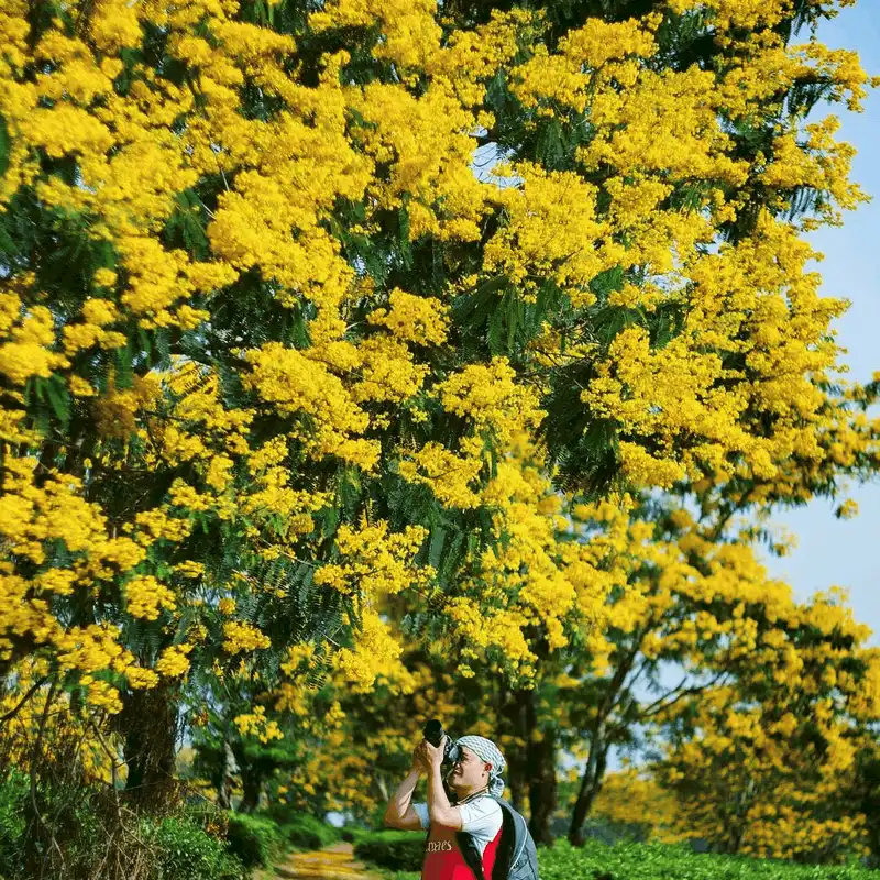 Tạp chí du lịch Wanderlust Tips - Check-in những cánh đồng hoa tuyệt đẹp trong tháng 10