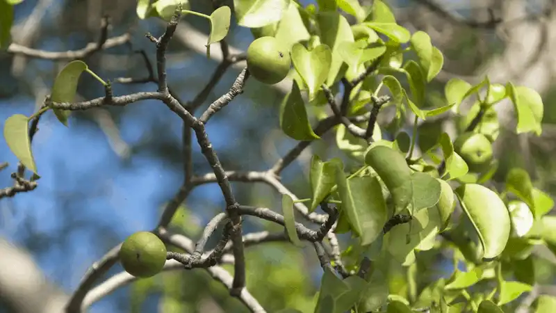 Tạp chí du lịch Wanderlust Tips - Những loài cây cực độc mà bạn nên tránh xa khi đi du lịch