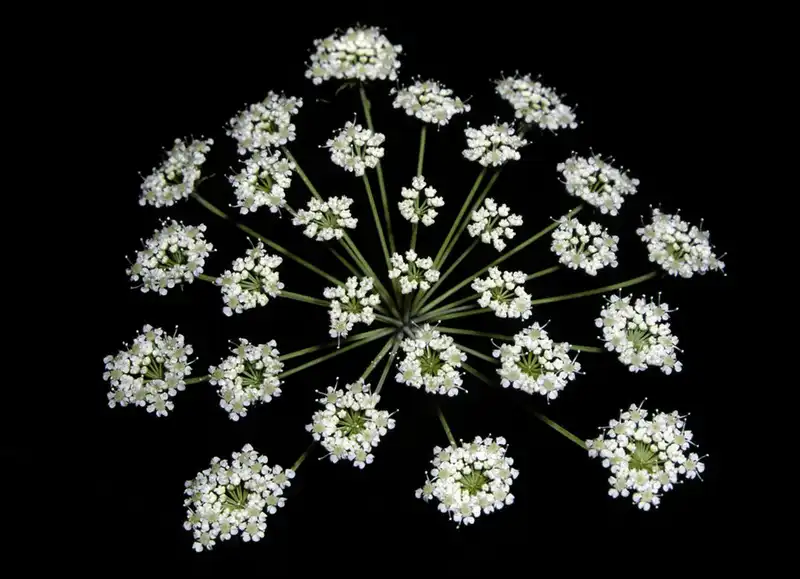 Tạp chí du lịch Wanderlust Tips - Những loài cây cực độc mà bạn nên tránh xa khi đi du lịch