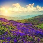 Tạp chí du lịch Wanderlust Tips |Ngỡ ngàng thung lũng tím biếc sắc hoa 12 năm nở một lần
