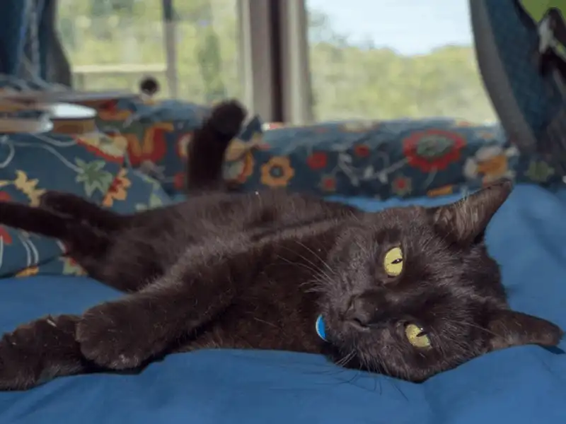 Anh chàng độc thân đi du lịch khắp nước Úc cùng cô mèo cưng 11 Tạp chí du lịch Wanderlust Tips Anh chàng độc thân đi du lịch khắp nước ÚC cùng cô mèo cưng