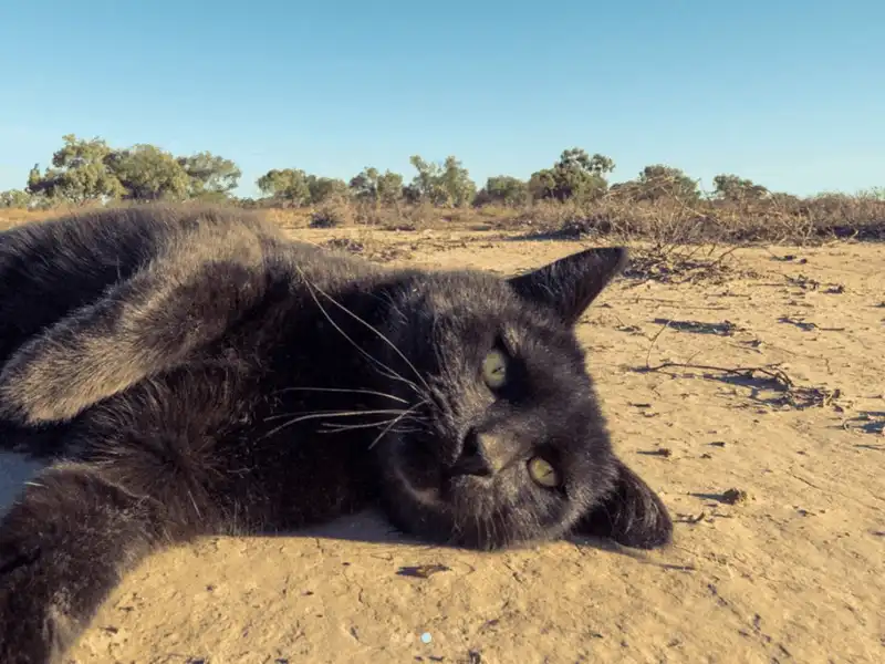 Anh chàng độc thân đi du lịch khắp nước Úc cùng cô mèo cưng 12 Tạp chí du lịch Wanderlust Tips Anh chàng độc thân đi du lịch khắp nước ÚC cùng cô mèo cưng