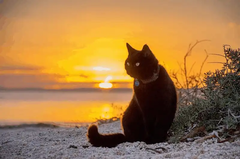 Anh chàng độc thân đi du lịch khắp nước Úc cùng cô mèo cưng 9 Tạp chí du lịch Wanderlust Tips Anh chàng độc thân đi du lịch khắp nước ÚC cùng cô mèo cưng