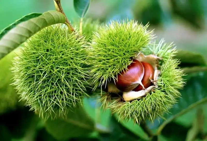 Đến Cao Bằng đừng quên thưởng thức những món ăn ngon nức tiếng này 10 Tạp chí du lịch Wanderlust Tips | Đến Cao Bằng đừng quên thưởng thức những món ăn ngon nức tiếng này