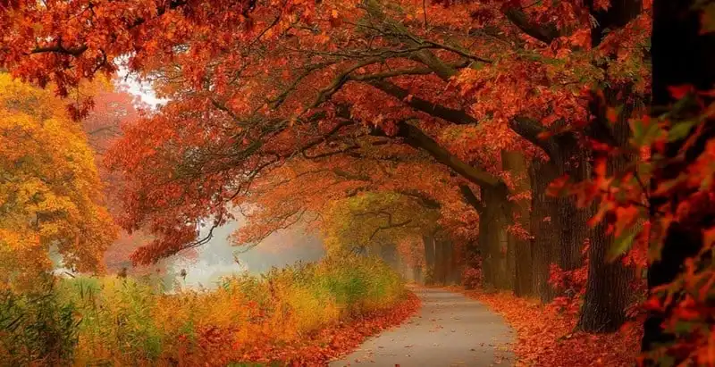 Đừng bỏ lỡ những địa điểm ngắm cảnh thu đẹp nhất Nhật Bản 7 Tạp chí Du lịch Wanderlust Tips | Đừng bỏ lỡ những địa điểm ngắm cảnh thu đẹp nhất Nhật Bản