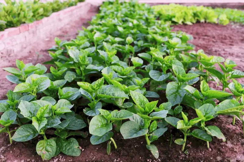 Một ngày làm nông dân ở Trà Quế, Hội An 6 Tạp chí du lịch Wanderlust Tips Một ngày làm nông dân ở Trà Quế, Hội An