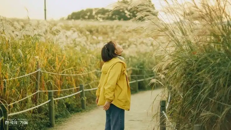 Tạp chí du lịch Wanderlust Tips | "Mùa thu Hàn Quốc nhìn góc nào cũng tựa bản ballad buồn"