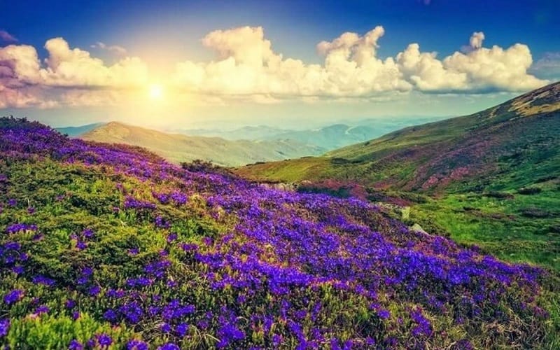 Tạp chí du lịch Wanderlust Tips |Ngỡ ngàng thung lũng tím biếc sắc hoa 12 năm nở một lần