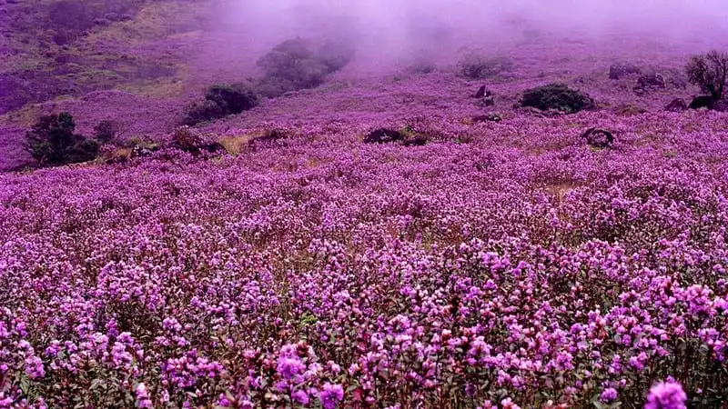Ngỡ ngàng thung lũng tím biếc sắc hoa 12 năm nở một lần 8 Tạp chí du lịch Wanderlust Tips |Ngỡ ngàng thung lũng tím biếc sắc hoa 12 năm nở một lần