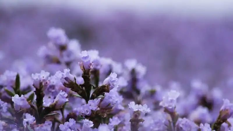 Ngỡ ngàng thung lũng tím biếc sắc hoa 12 năm nở một lần 7 Tạp chí du lịch Wanderlust Tips |Ngỡ ngàng thung lũng tím biếc sắc hoa 12 năm nở một lần