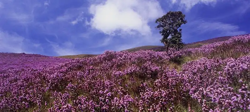 Ngỡ ngàng thung lũng tím biếc sắc hoa 12 năm nở một lần 9 Tạp chí du lịch Wanderlust Tips |Ngỡ ngàng thung lũng tím biếc sắc hoa 12 năm nở một lần