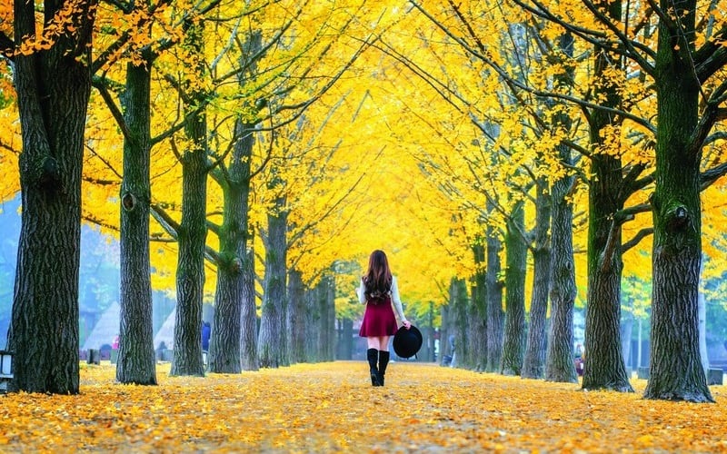 Tạp chí du lịch Wanderlust Tips | Những đường cây mùa thu lãng mạn khiến bạn "say quên lối về"