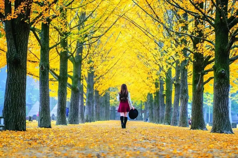 Tạp chí du lịch Wanderlust Tips | Những đường cây mùa thu lãng mạn khiến bạn "say quên lối về" 