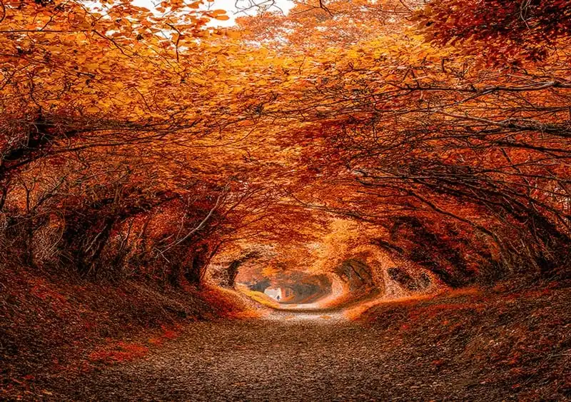 Tạp chí du lịch Wanderlust Tips | Những đường cây mùa thu lãng mạn khiến bạn "say quên lối về" 