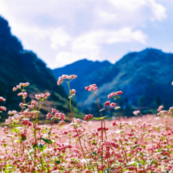 Wanderlust Tips thang 11 ha giang chuc le hoi hoa tam giac mach 2