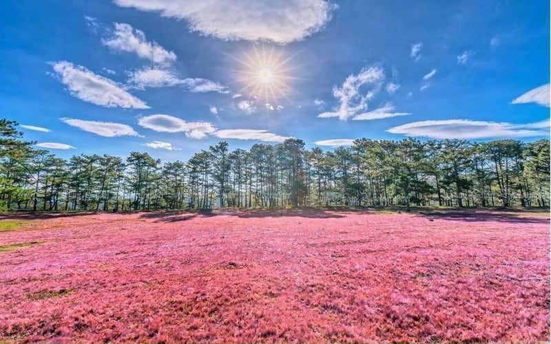 Tạp chí Du lịch Wanderlust Tips | Có hẹn với mùa hội cỏ hồng trên cao nguyên Langbiang