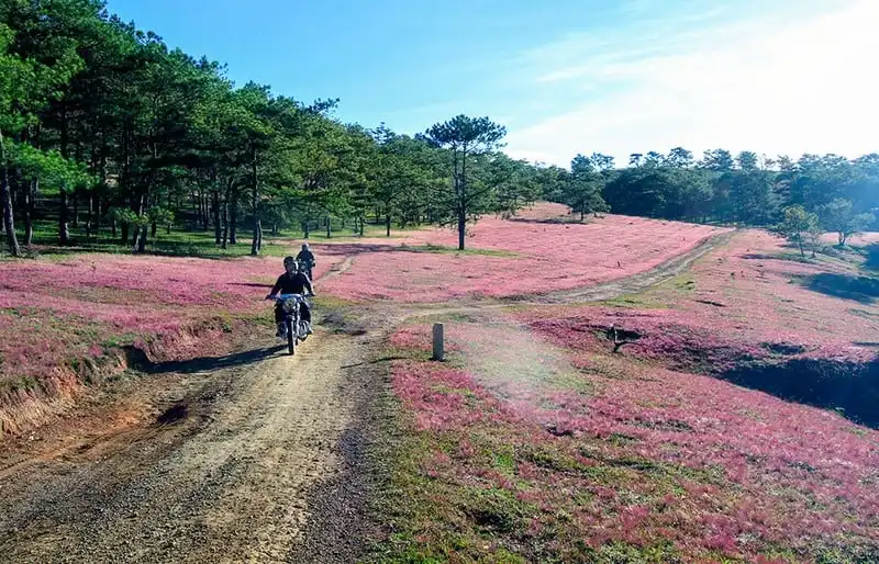 Tạp chí Du lịch Wanderlust Tips | Có hẹn với mùa hội cỏ hồng trên cao nguyên Langbiang 