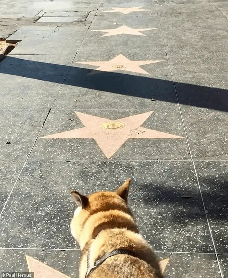 Tạp chí du lịch Wanderlust Tips Thị trưởng Paul Heroux đưa chú chó bị ung thư đi du lịch vòng quanh nước Mỹ