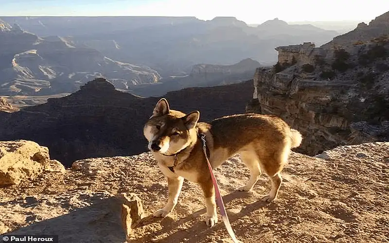 Tạp chí du lịch Wanderlust Tips Thị trưởng Paul Heroux đưa chú chó bị ung thư đi du lịch vòng quanh nước Mỹ