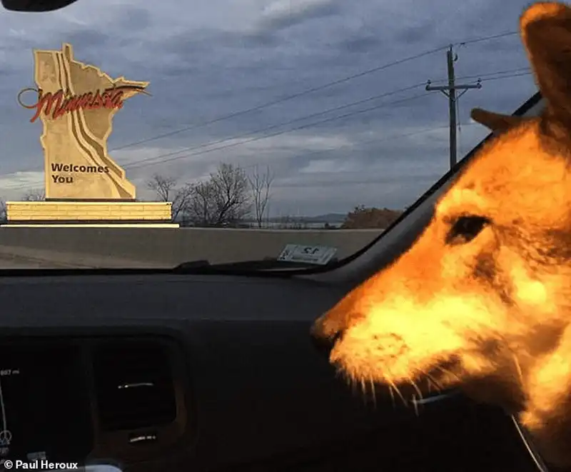 Tạp chí du lịch Wanderlust Tips Thị trưởng Paul Heroux đưa chú chó bị ung thư đi du lịch vòng quanh nước Mỹ