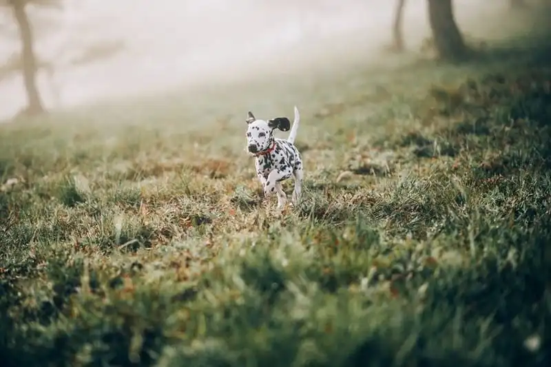 Tạp chí du lịch Wanderlust Tips | Thời thanh xuân đừng bỏ lỡ Đà Lạt, miền đất không có gì ngoài an nhiên...