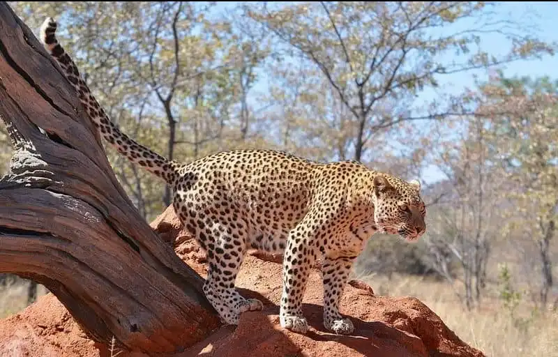 Tạp chí Wanderlust Tips Cảm nhận cuộc sống nơi hoang dã tại Zulu Lodge