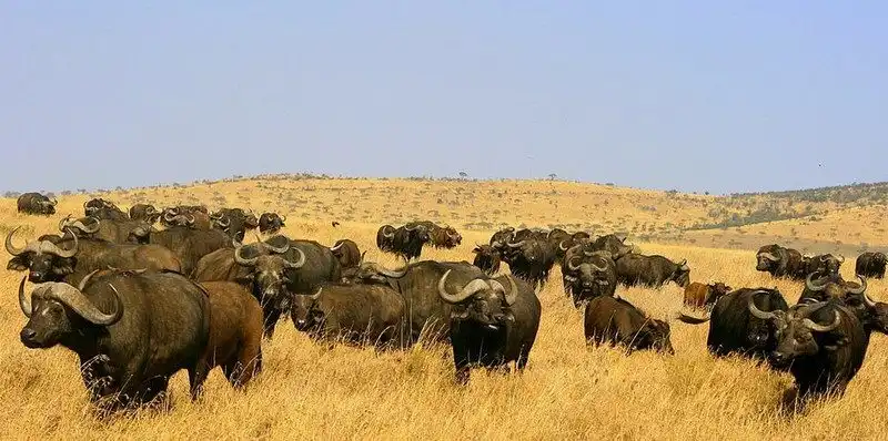 Tạp chí Wanderlust Tips Cảm nhận cuộc sống nơi hoang dã tại Zulu Lodge