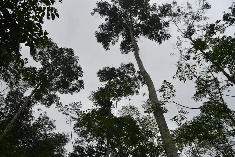 Hạt dổi - Thứ vàng đen của núi rừng Tây Bắc 7 Tạp chí Wanderlust Tips Hạt dổi: Thứ vàng đen của núi rừng Tây Bắc