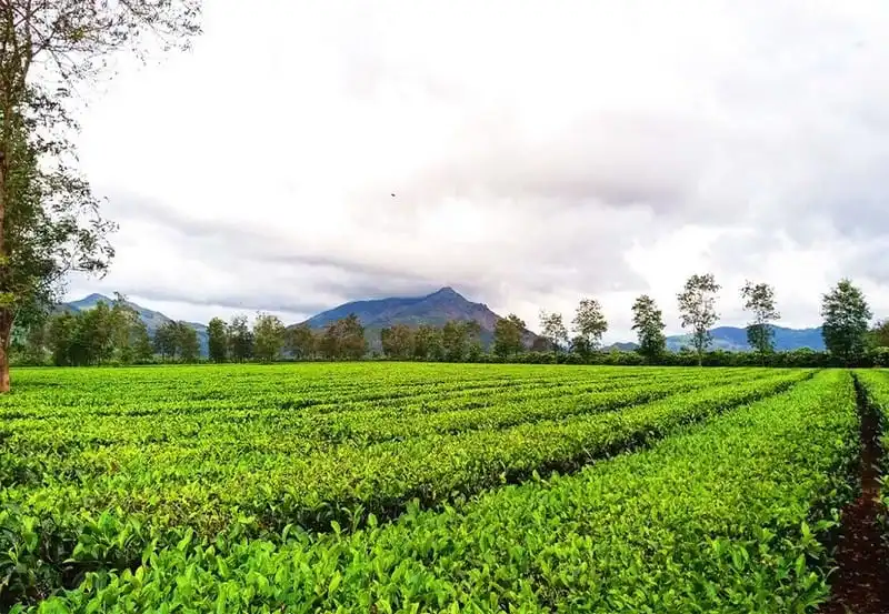 Kinh nghiệm để có một chuyến du lịch Gia Lai hoàn hảo 10 Wanderlust Tips Kinh nghiệm du lịch Gia Lai