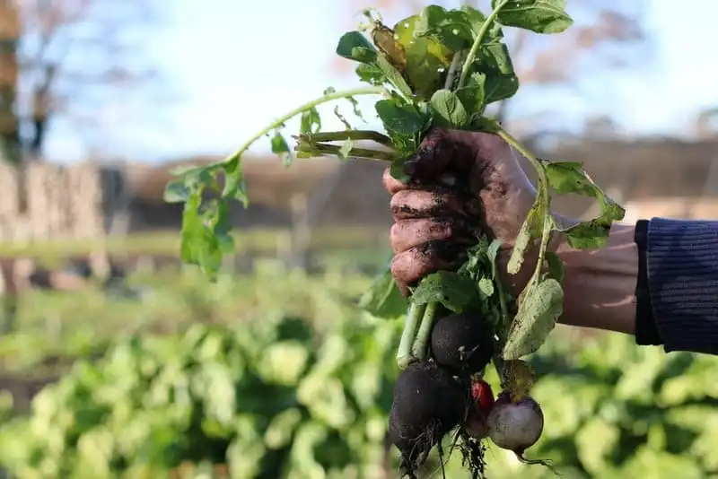 Tạp chí Wanderlust Tips Nhà hàng tái chế toàn bộ thức ăn thừa