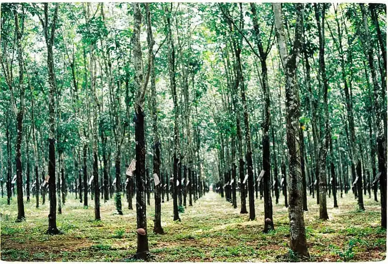 Rừng trong văn hóa Tây Nguyên 6 Tạp chí Wanderlust Tips Rừng trong văn hóa Tây Nguyên